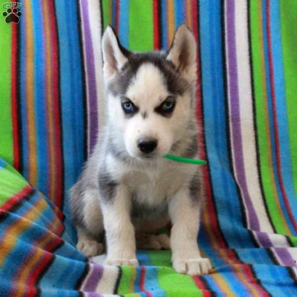 Ryan, Siberian Husky Puppy