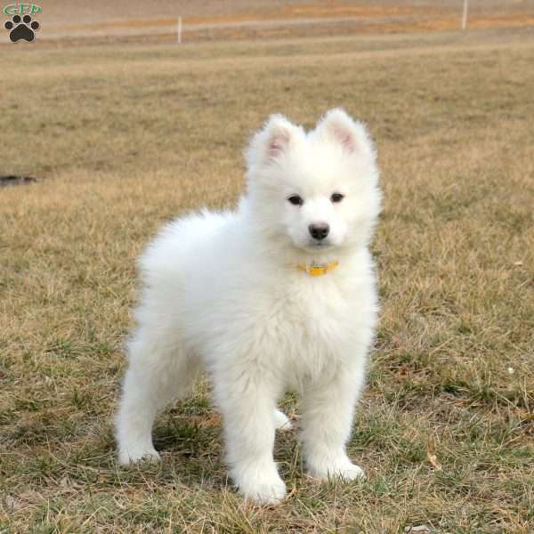 Ryan, Samoyed Puppy