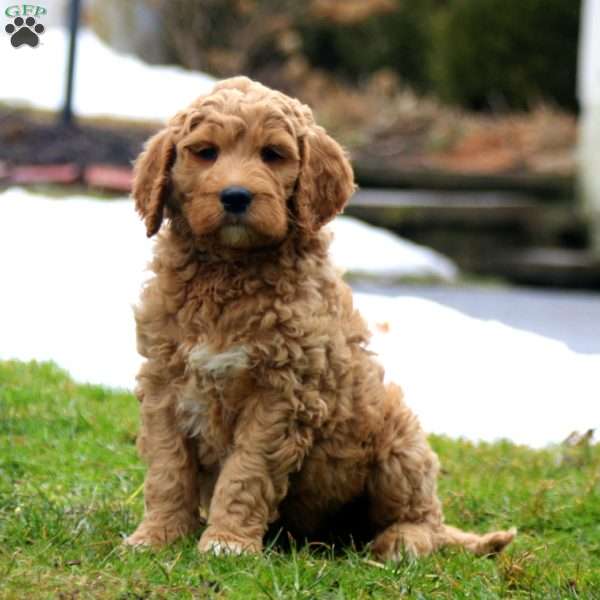 Ryan, Goldendoodle Puppy