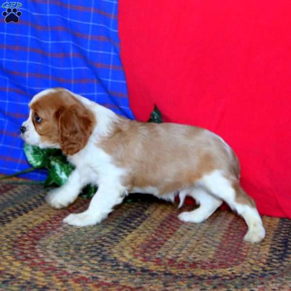 Ryan, Cavalier King Charles Spaniel Puppy