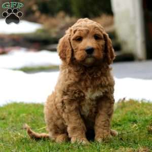 Ryan, Goldendoodle Puppy