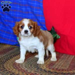 Ryan, Cavalier King Charles Spaniel Puppy