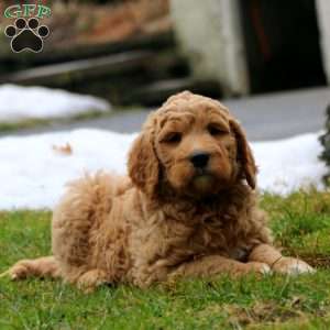 Ryan, Goldendoodle Puppy