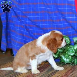 Ryan, Cavalier King Charles Spaniel Puppy