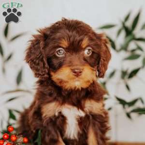 Sarah, Cavapoo Puppy