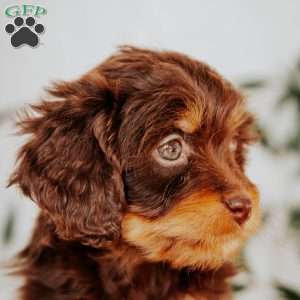 Sarah, Cavapoo Puppy