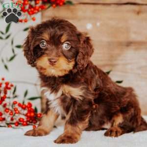 Sarah, Cavapoo Puppy