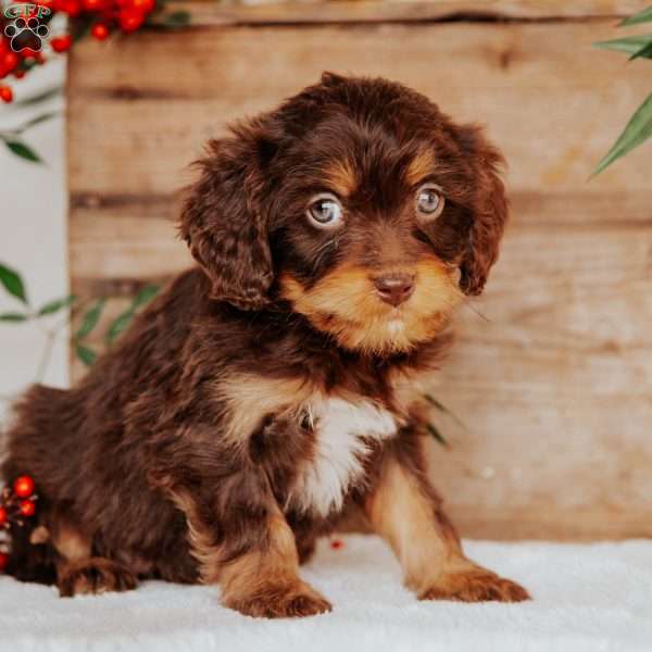 Sarah, Cavapoo Puppy