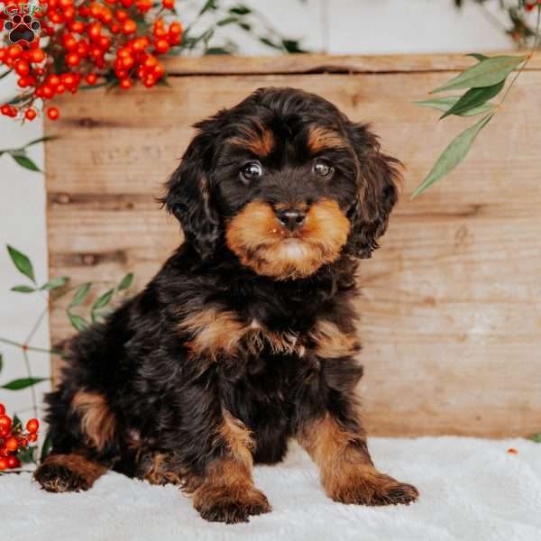 Sawyer, Cavapoo Puppy