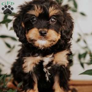 Shawn, Cavapoo Puppy