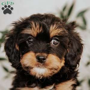 Shawn, Cavapoo Puppy