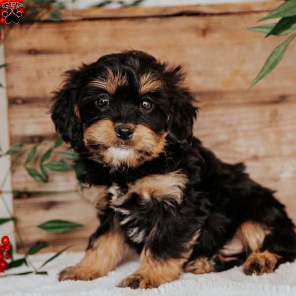 Shawn, Cavapoo Puppy