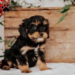 Shawn, Cavapoo Puppy