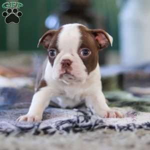 Shelly, Boston Terrier Puppy