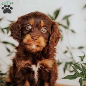 Sophie, Cavapoo Puppy