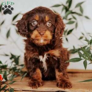 Sophie, Cavapoo Puppy