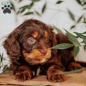 Sophie, Cavapoo Puppy