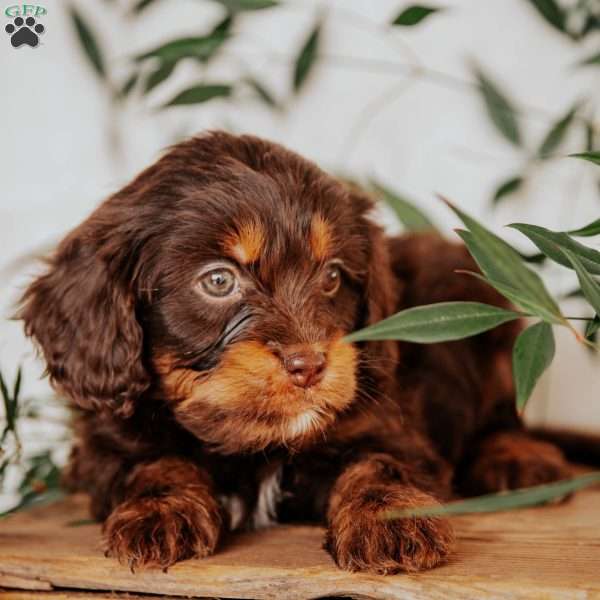 Sophie, Cavapoo Puppy