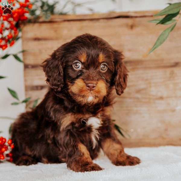 Sophie, Cavapoo Puppy