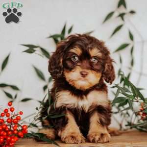 Stella, Cavapoo Puppy