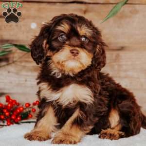 Stella, Cavapoo Puppy