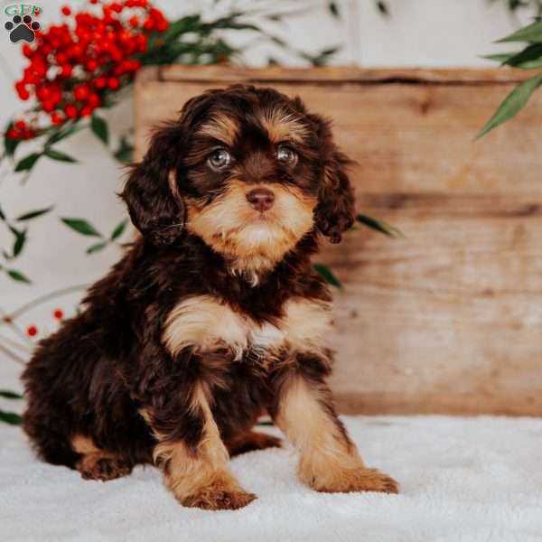 Stella, Cavapoo Puppy