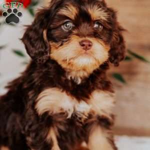 Stella, Cavapoo Puppy