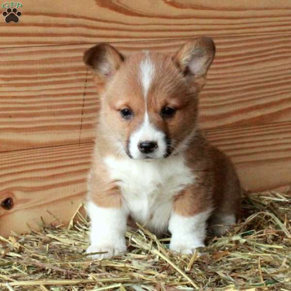 Sable, Pembroke Welsh Corgi Puppy