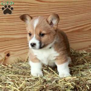 Sable, Pembroke Welsh Corgi Puppy