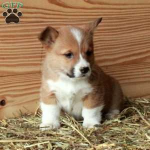 Sable, Pembroke Welsh Corgi Puppy