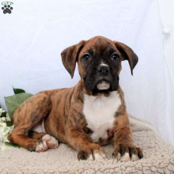 Sadie, Boxer Puppy