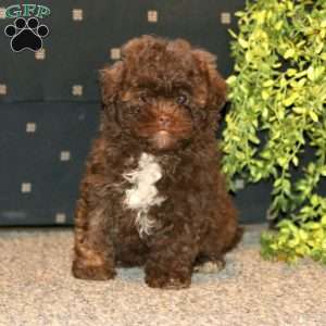 Sadie, Shih-Poo Puppy