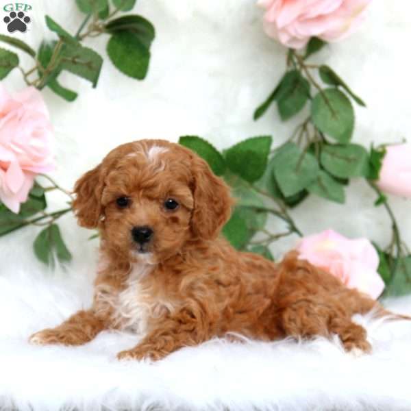 Sage-F1B, Cavapoo Puppy