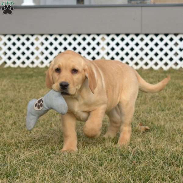 Sailor, Fox Red Labrador Retriever Puppy