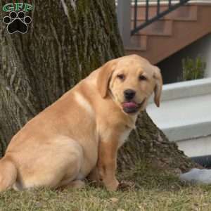 Sailor, Fox Red Labrador Retriever Puppy