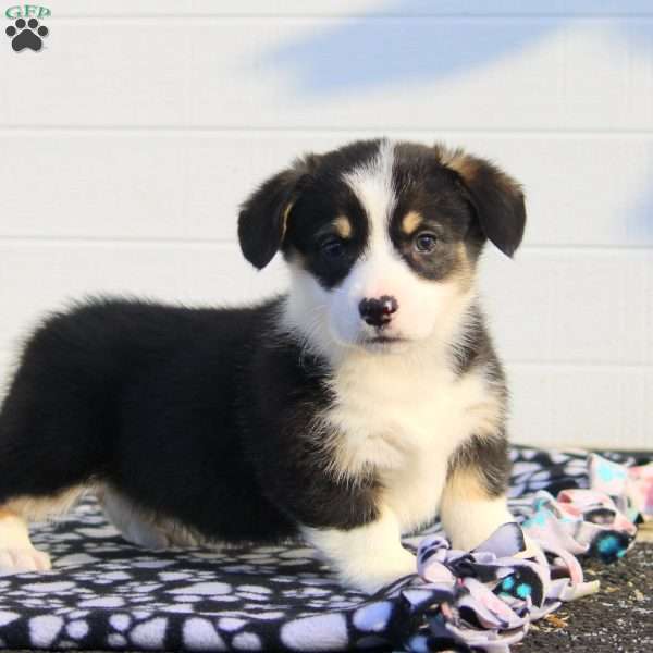 Sal, Pembroke Welsh Corgi Puppy