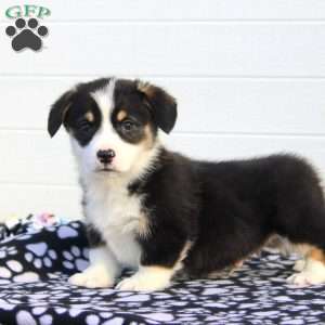 Sal, Pembroke Welsh Corgi Puppy