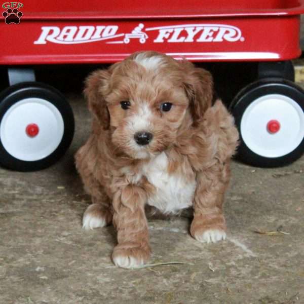 Sally, Miniature Poodle Mix Puppy