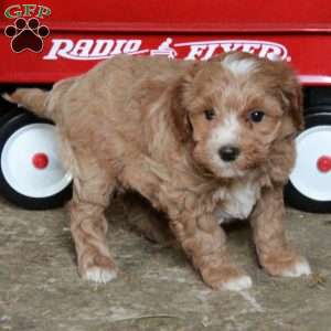 Sally, Miniature Poodle Mix Puppy