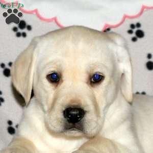 Sally, Yellow Labrador Retriever Puppy