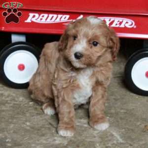 Sally, Miniature Poodle Mix Puppy