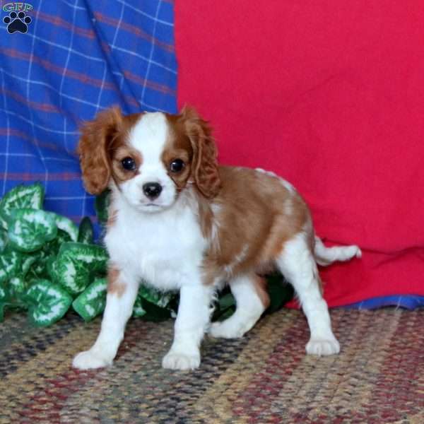 Sally, Cavalier King Charles Spaniel Puppy