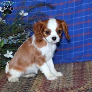 Sally, Cavalier King Charles Spaniel Puppy