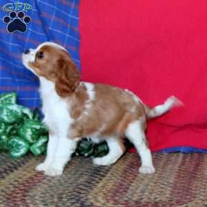 Sally, Cavalier King Charles Spaniel Puppy