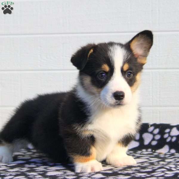 Sam, Pembroke Welsh Corgi Puppy