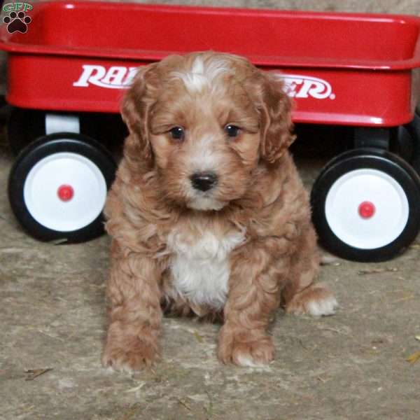 Sam, Miniature Poodle Mix Puppy