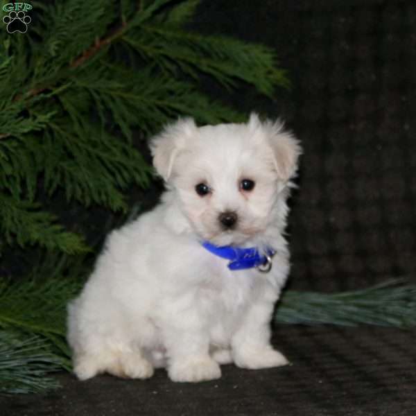 Sammy, Maltese Puppy