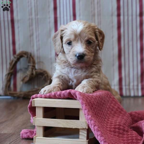 Sammy, Mini Goldendoodle Puppy