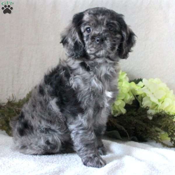 Sampson, Cocker Spaniel Puppy