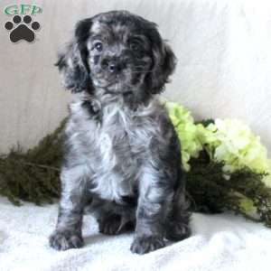 Sampson, Cocker Spaniel Puppy